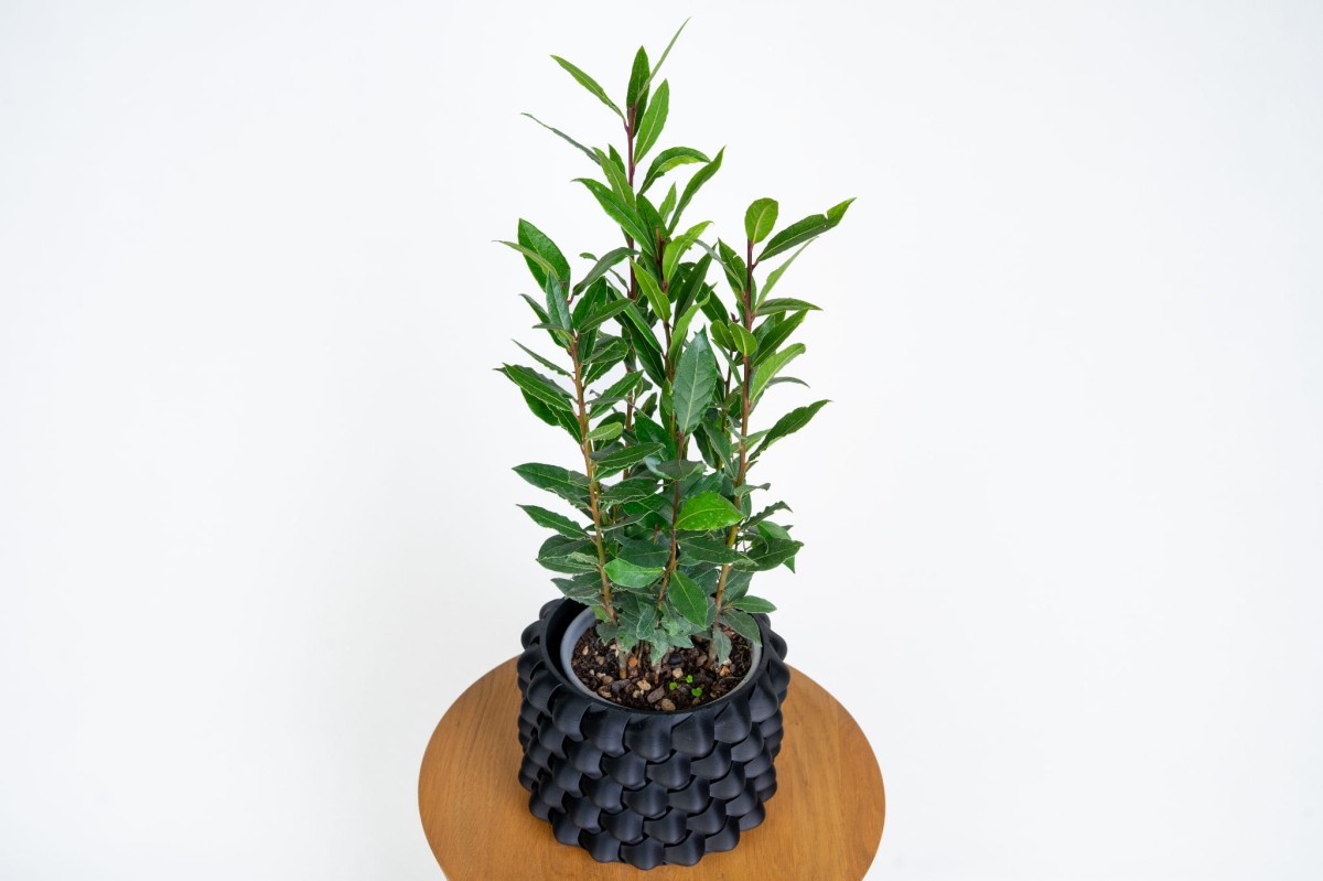 Laur szlachetny (Laurus nobilis) – aromatyczna roślina doniczkowa i przyprawowa Zielona Flora_3.jpg