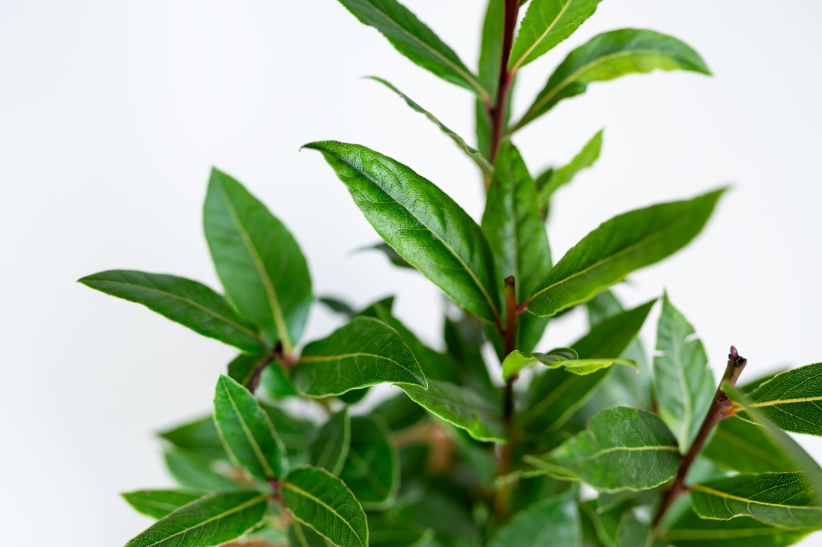 Laur szlachetny (Laurus nobilis) – aromatyczna roślina doniczkowa i przyprawowa Zielona Flora_2.jpg