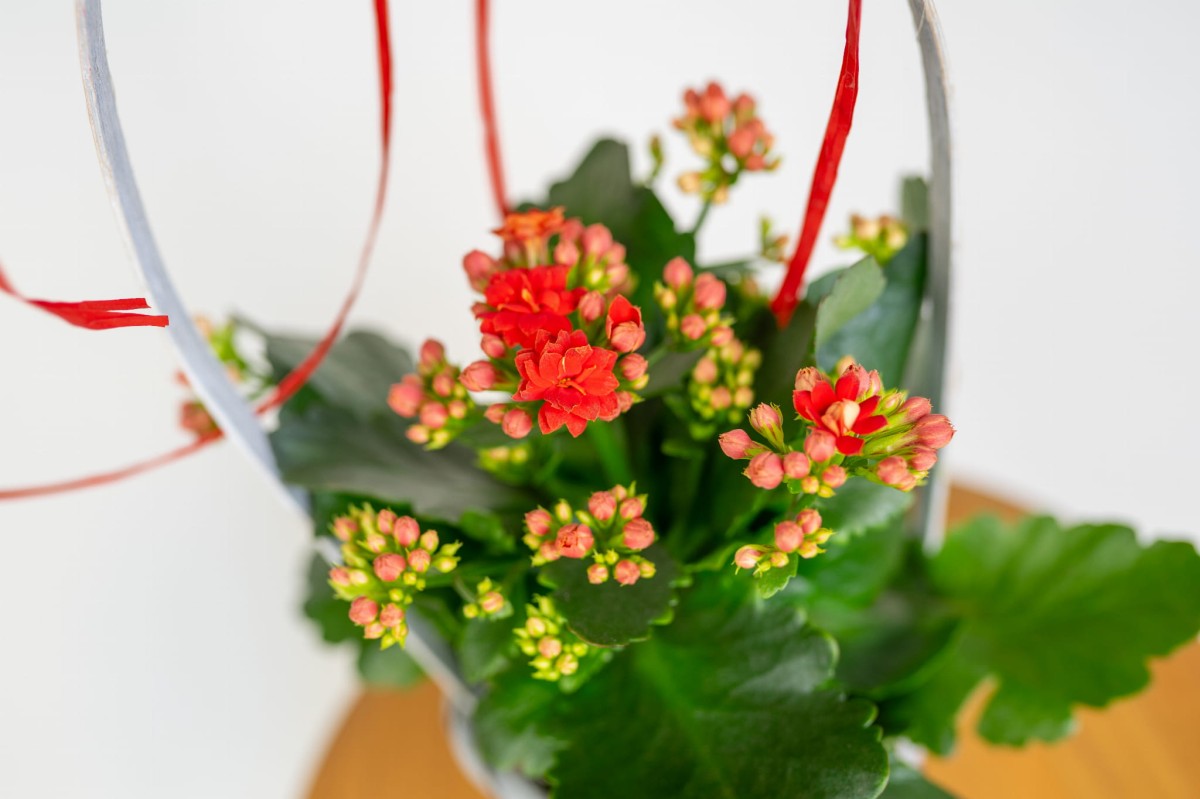 Czerwone kalanchoe w srebrnym koszyku – kwiatowy prezent dla mamy na Dzień Matki.jpg