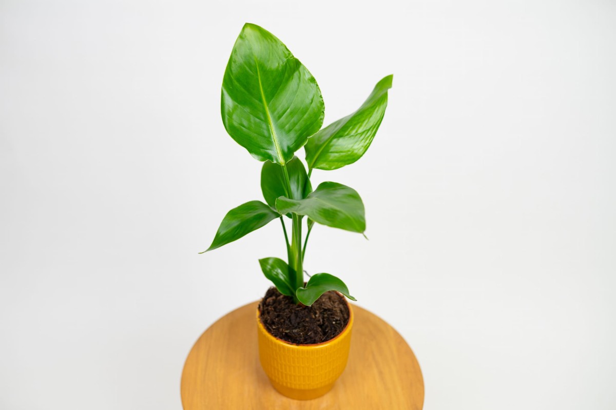 strelicja-biala-strelitzia-nicolai-02.jpg