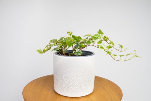 Bluszcz White Wonder Hedera