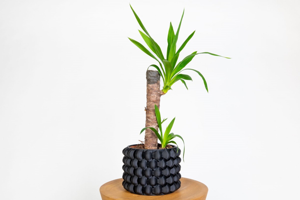 yucca-elephantipes-juka-domowa-egzotyczna-roslina-doniczkowa-do-salonu.jpg