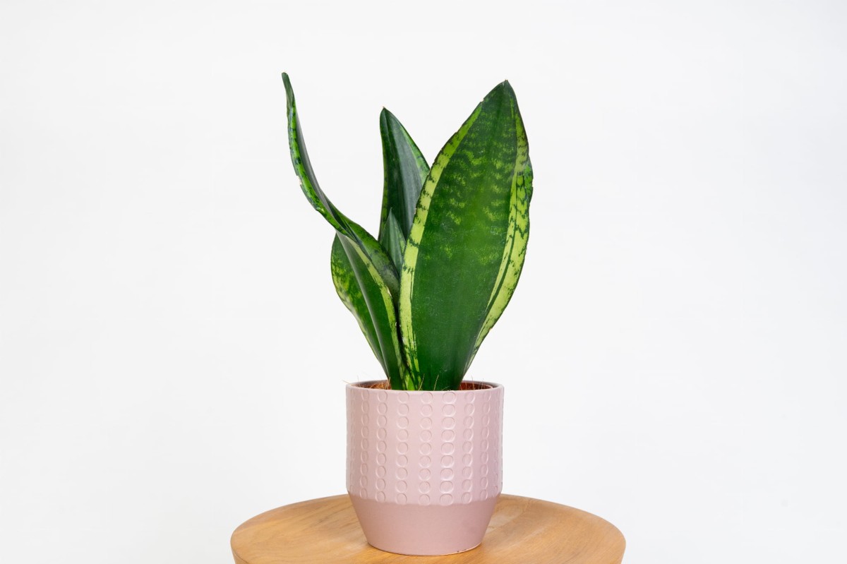 sansevieria-silver-flame-wezownica-roslina-doniczkowa-do-sypialni-latwa.jpg