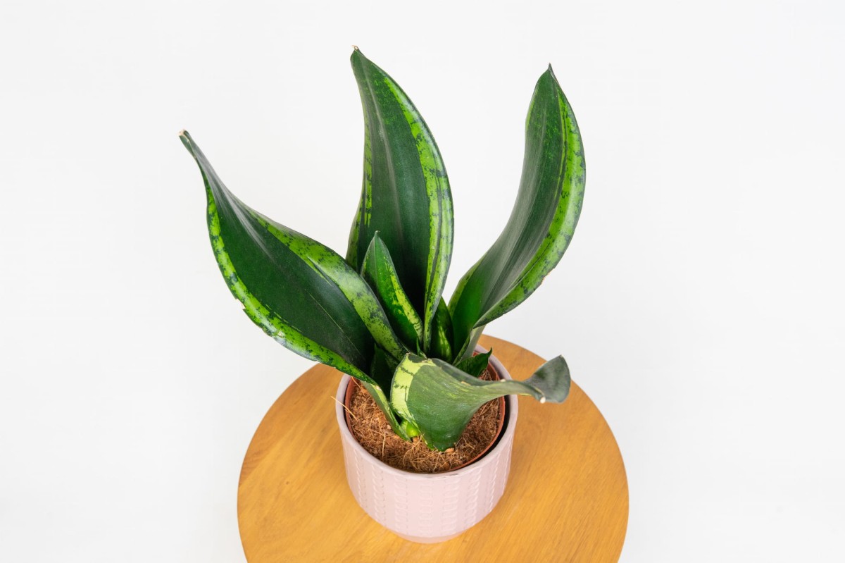 sansevieria-zeylanica-silver-flame-w-aranzacji-nowoczesne-wnetrze.jpg