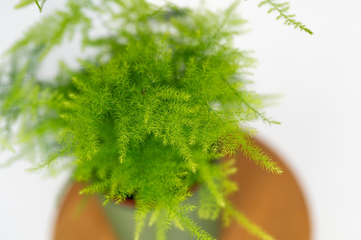 szparag-oczyszczajacy-powietrze-asparagus-pierzasty-do-cienia.jpg