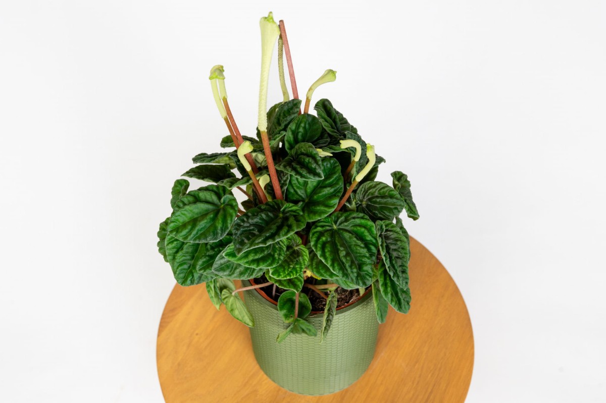 peperomia-caperata-lilian-zblizenie-lisci-i-kwiatow-roslina-do-pierwszego-mieszkania.jpg