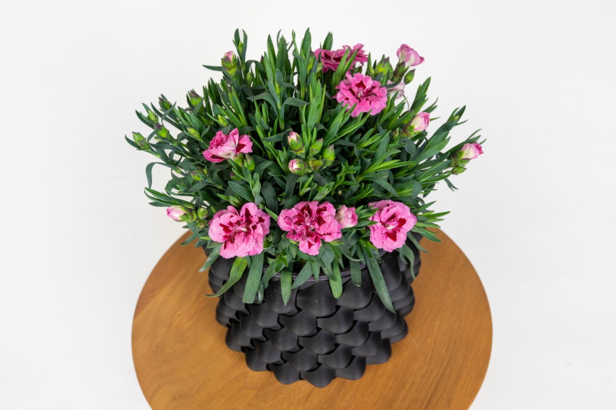 gozdzik-ogrodowy-dianthus-caryophyllus-roslina-na-rabaty-kwiat.jpg
