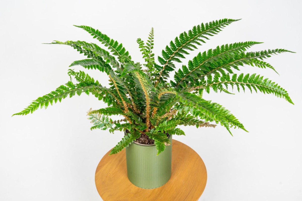paproc-chinska-polystichum-zblizenie-lisci-ozdobna-do-wnetrz-cienistych.jpg