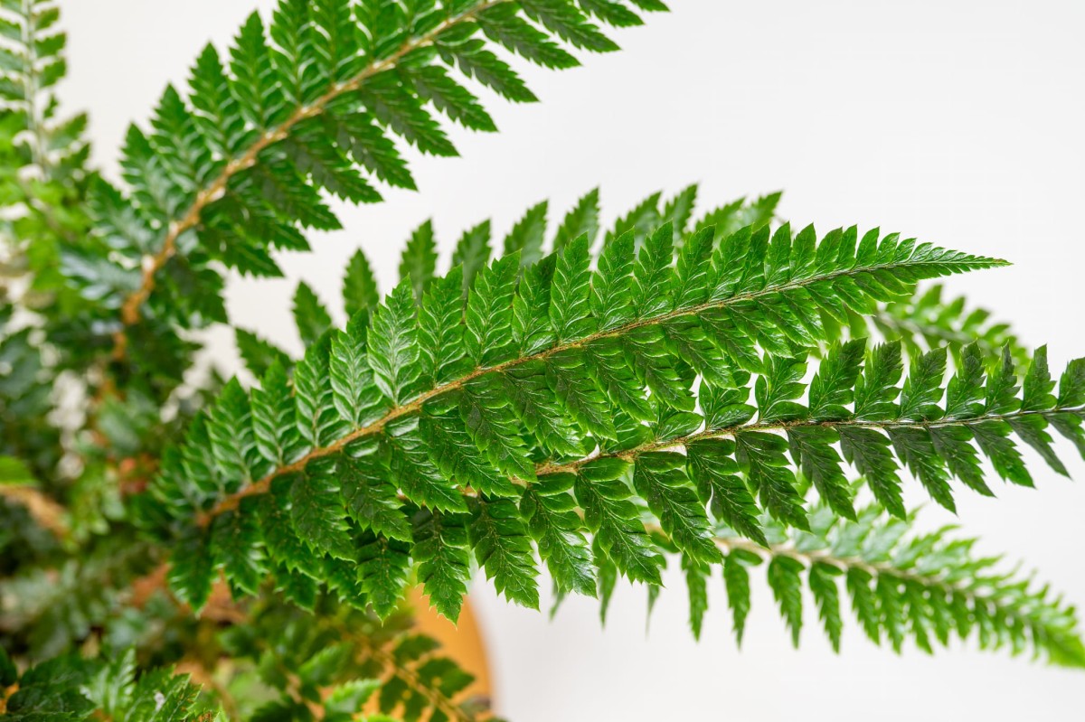 paproc-chinska-polystichum-zblizenie-lisci-ozdobna-do-wnetrz-cienistych.jpg