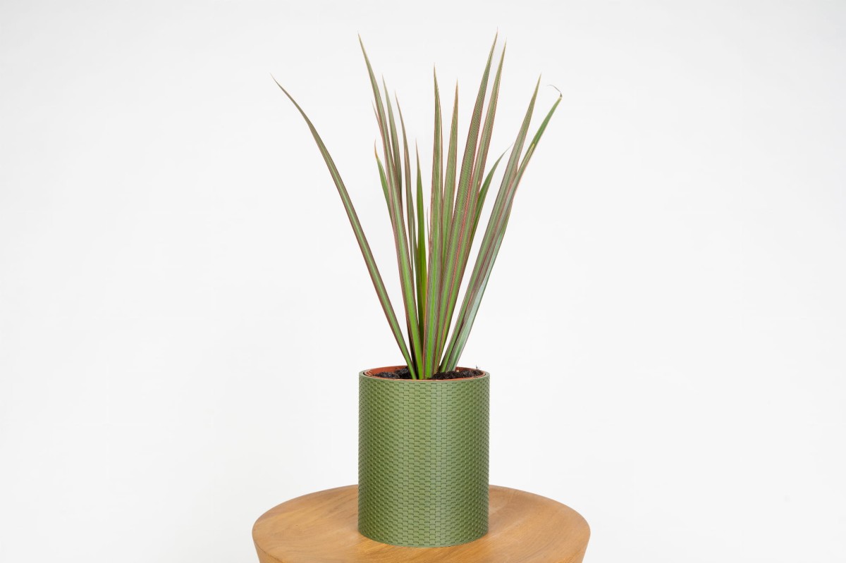 dracaena-marginata-dracena-obrzezona-roslina-doniczkowa-do-biura.jpg