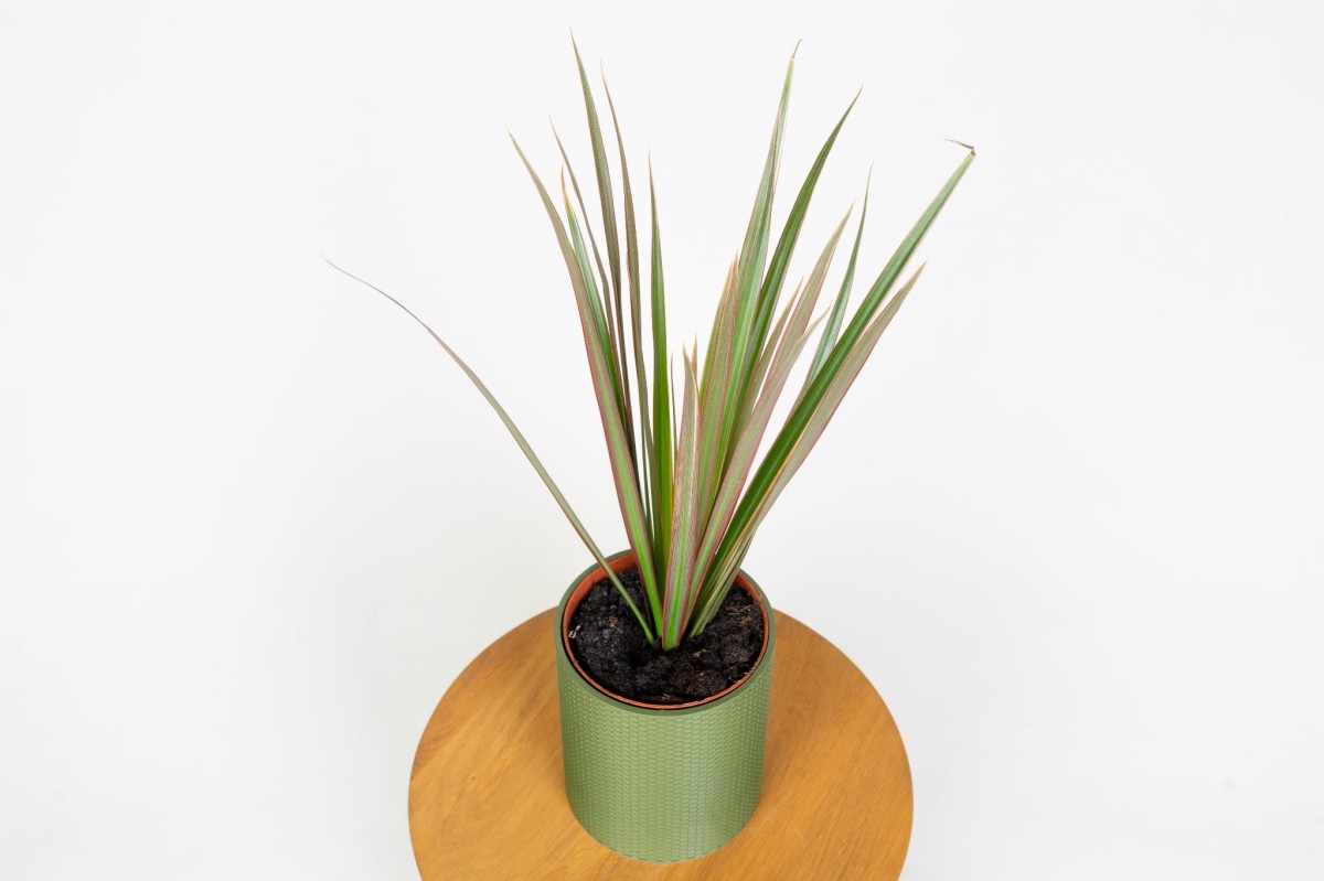 dracena-obrzezona-zblizenie-lisci-dracaena-marginata-roslina-do-domu.jpg