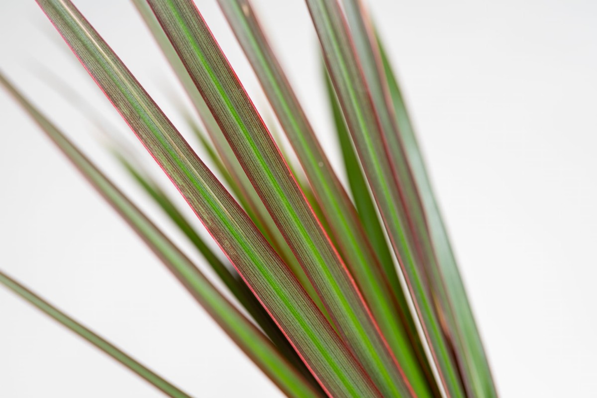 dracaena-marginata-nowoczesne-wnetrze-roslina-do-salonu-i-biura.jpg