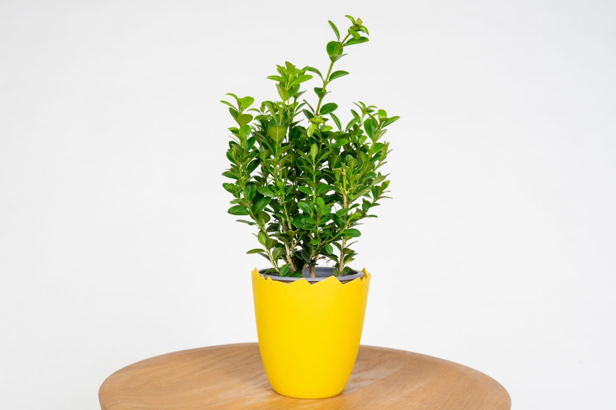 bukszpan-wieczniezielony-buxus-sempervirens-krzew-do-ogrodu-zywoplot.jpg