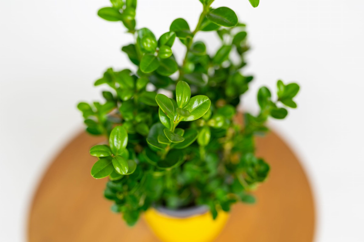 bukszpan-w-donicy-buxus-sempervirens-aranzacja-na-taras-balkon.jpg