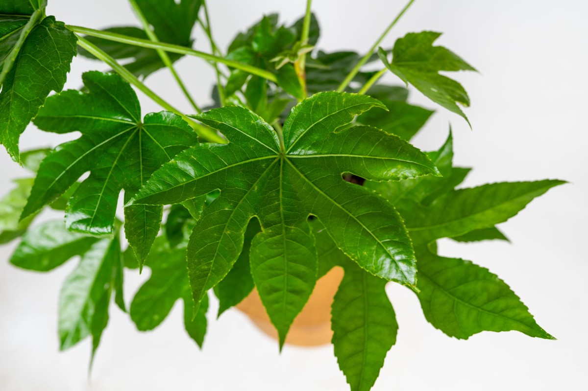 fatsia-japonica-zblizenie-lisci-fatsja-japonska-tropikalna-roslina.jpg