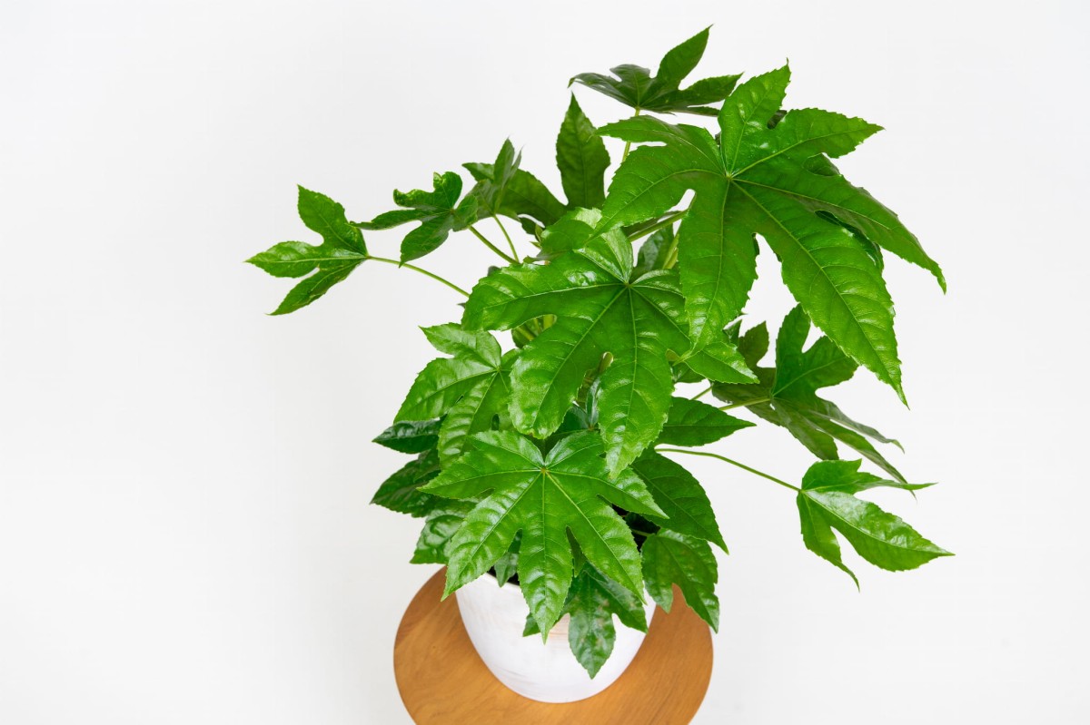 fatsja-japonska-w-aranzacji-wnetrza-fatsia-japonica-do-domu-i-biura.jpg