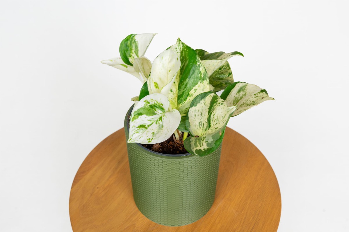 epipremnum-aureum-njoy-zblizenie-lisci-ozdobna-roslina-do-wnetrz.jpg