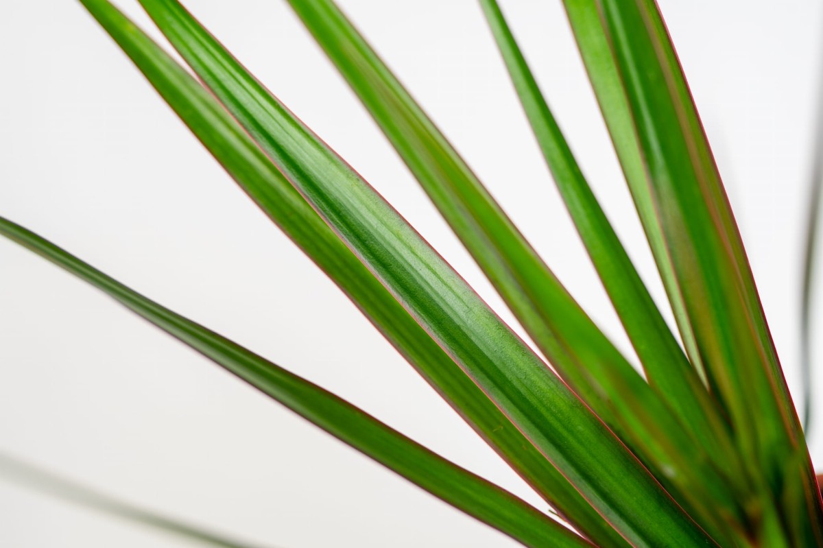 dracaena-marginata-magenta-zblizenie-lisci-dracena-do-nowoczesnych-wnetrz.jpg