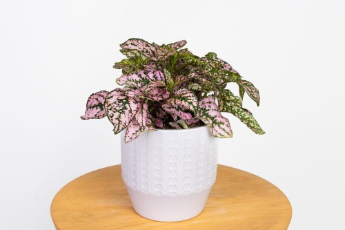 Hypoestes phyllostachya 'Pink' Niedośpian kłosolistny