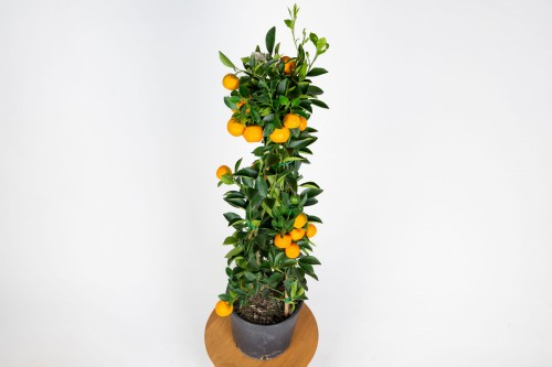Kalamondyna (Calamondin) – cytrus doniczkowy do domu 