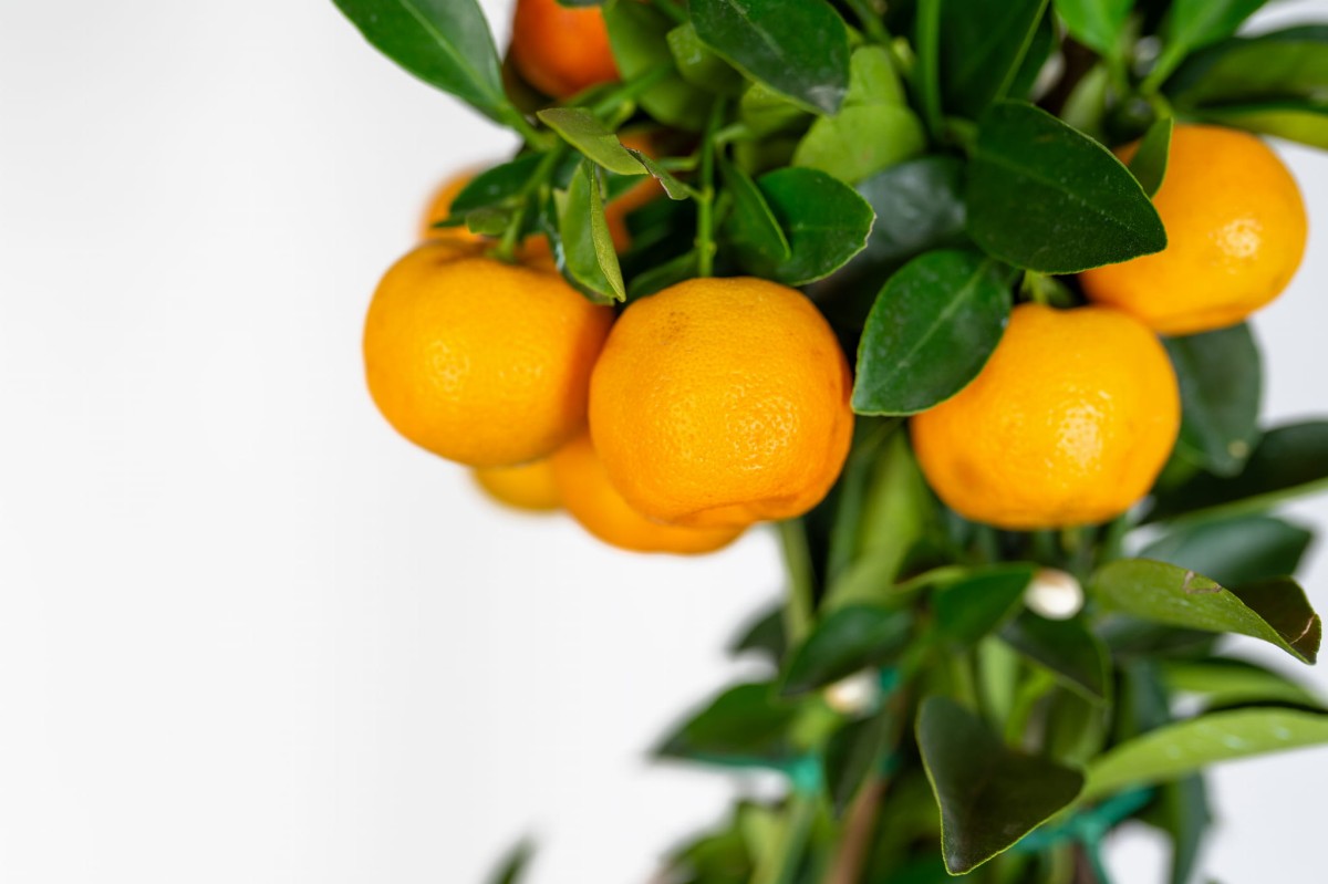 calamondin-zblizenie-owocow-kalamondyna-cytrus-do-uprawy-w-domu.jpg