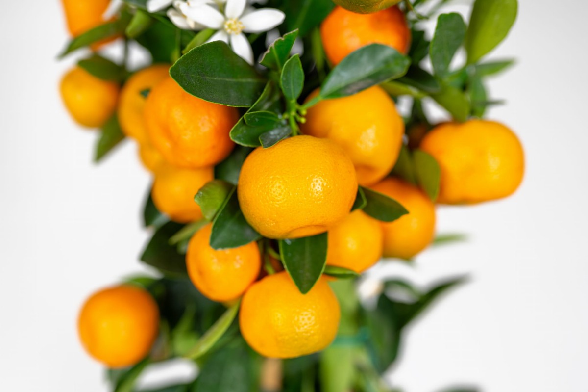 cytrus-ozdobny-z-owocami-kalamondyna-calamondin-w-doniczce-egzotyczna.jpg