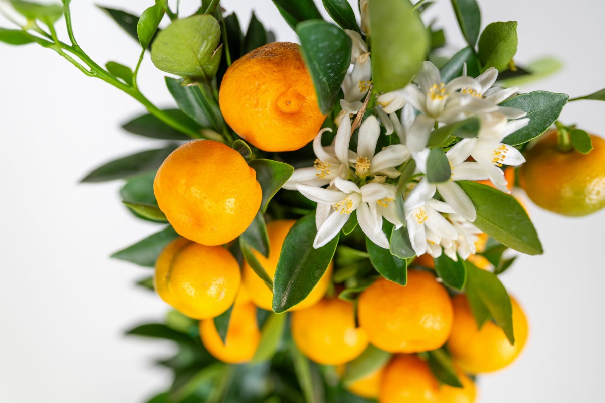 Kalamondyna (Calamondin) – cytrus