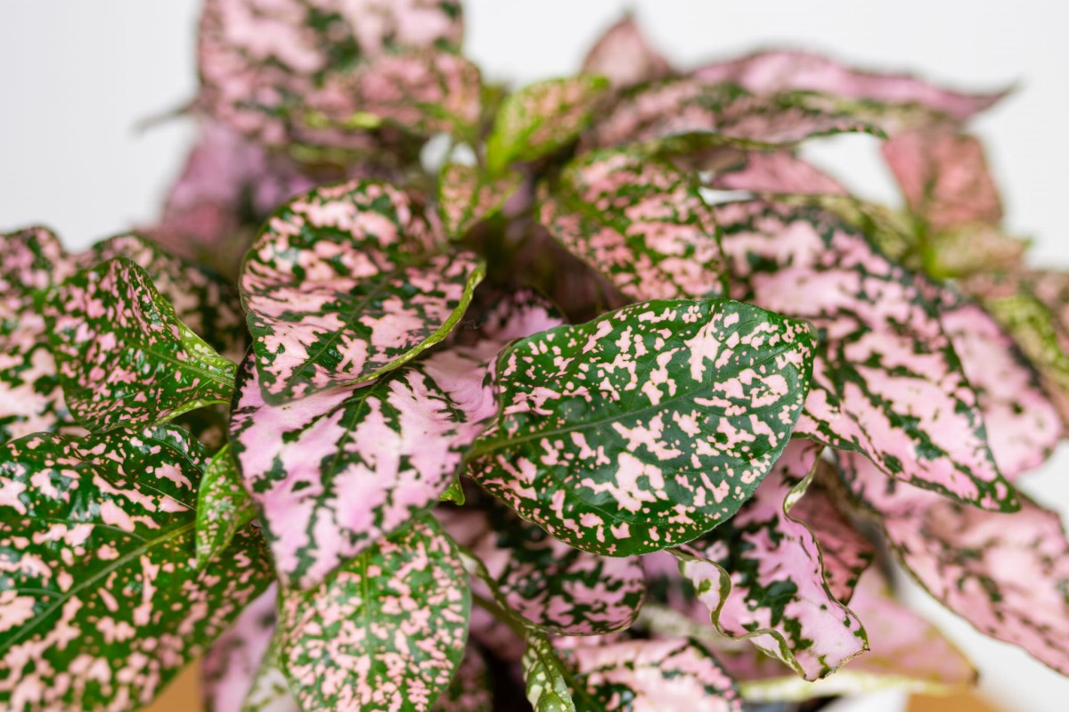 Hypoestes-phyllostachya-Pink-Niedośpian-kłosolistny-04.jpg