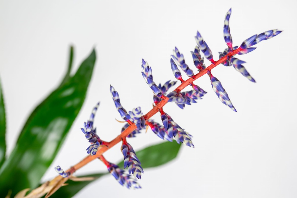 roslina-z-kwiatem-echmea-blue-rain-bromelia-do-biura-i-mieszkania.jpg