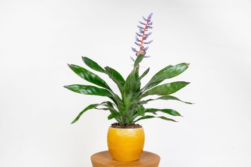 Echmea 'Blue Rain' – egzotyczna bromelia o niebieskim kwiatostanie, roślina doniczkowa do domu i biura