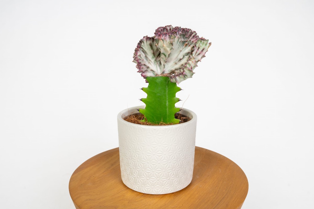 euphorbia-lactea-cristata-wilczomlecz-faldowany-kolekcjonerska-roslina.jpg