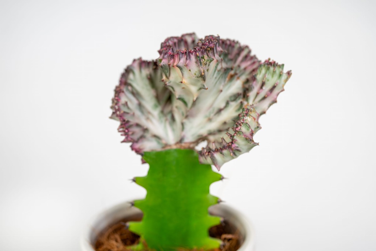 euphorbia-cristata-zblizenie-struktury-kaktus-koralowiec-sukulent.jpg