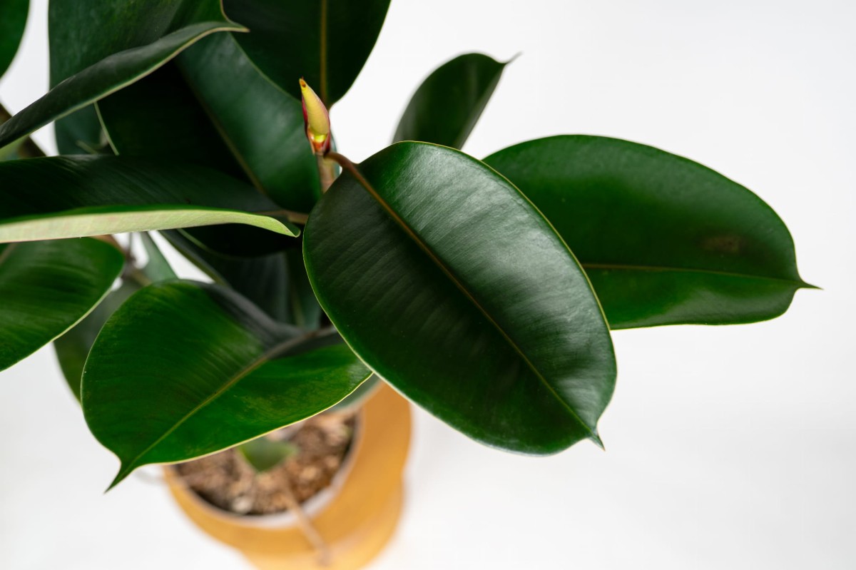 figowiec-robusta-zblizenie-lisci-ficus-elastica-dekoracyjna-roslina.jpg