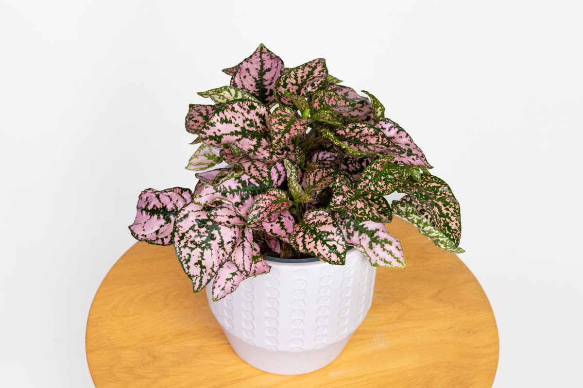 Hypoestes-phyllostachya-Pink-Niedośpian-kłosolistny-02.jpg