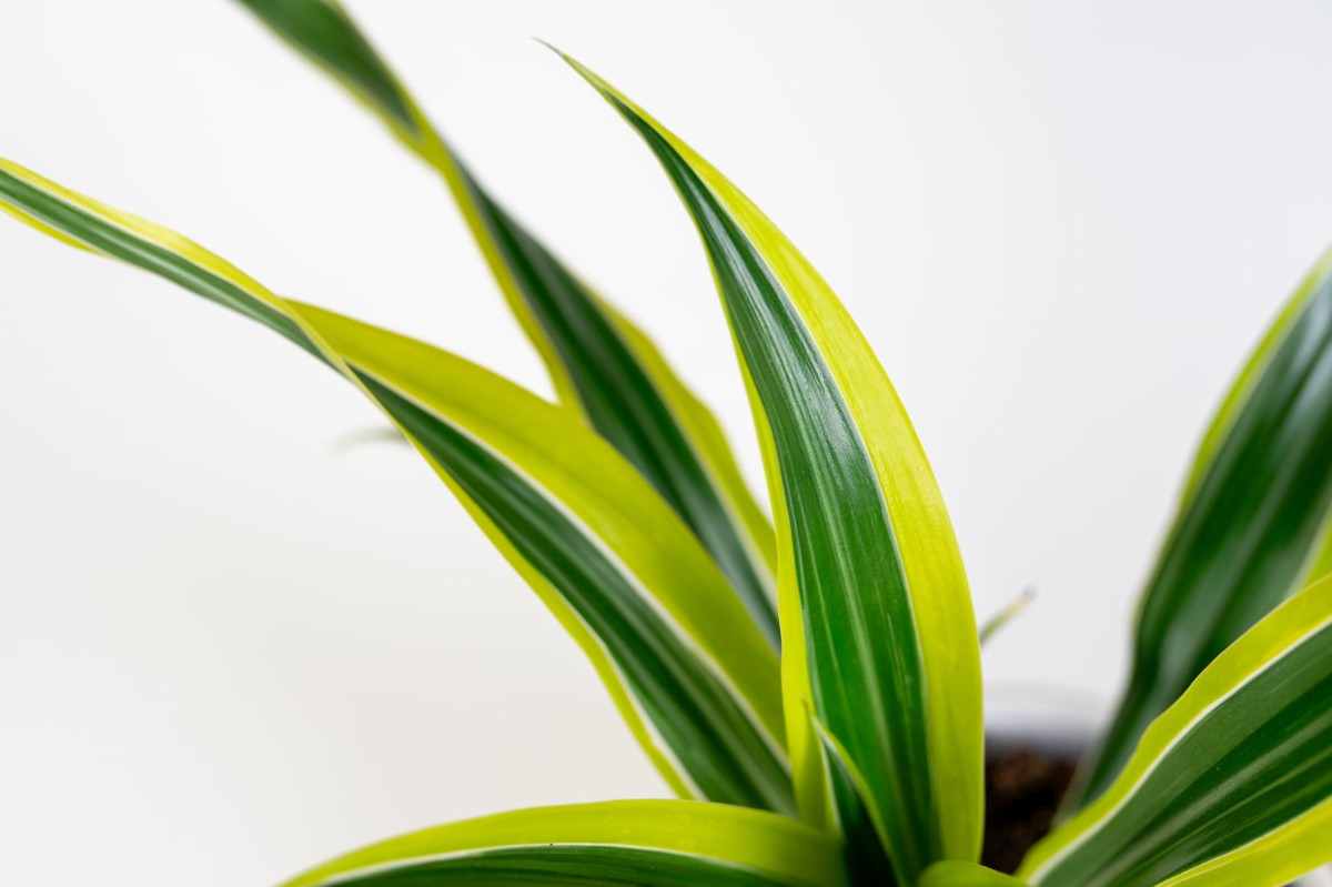 dracaena-lemon-lime-zblizenie-lisci-dracena-zolta-do-nowoczesnych-wnetrz.jpg