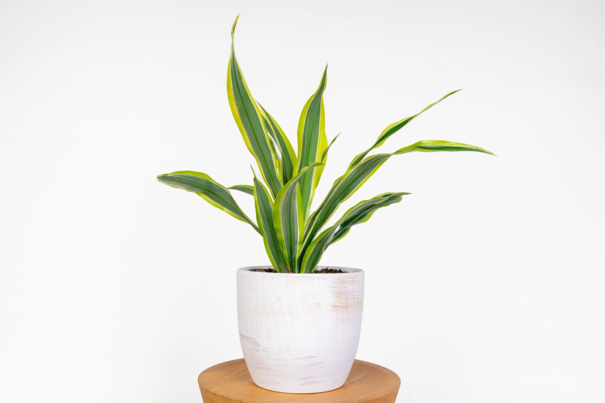 dracena-lemon-lime-dracaena-zielono-zolta-roslina-do-biura-i-domu.jpg