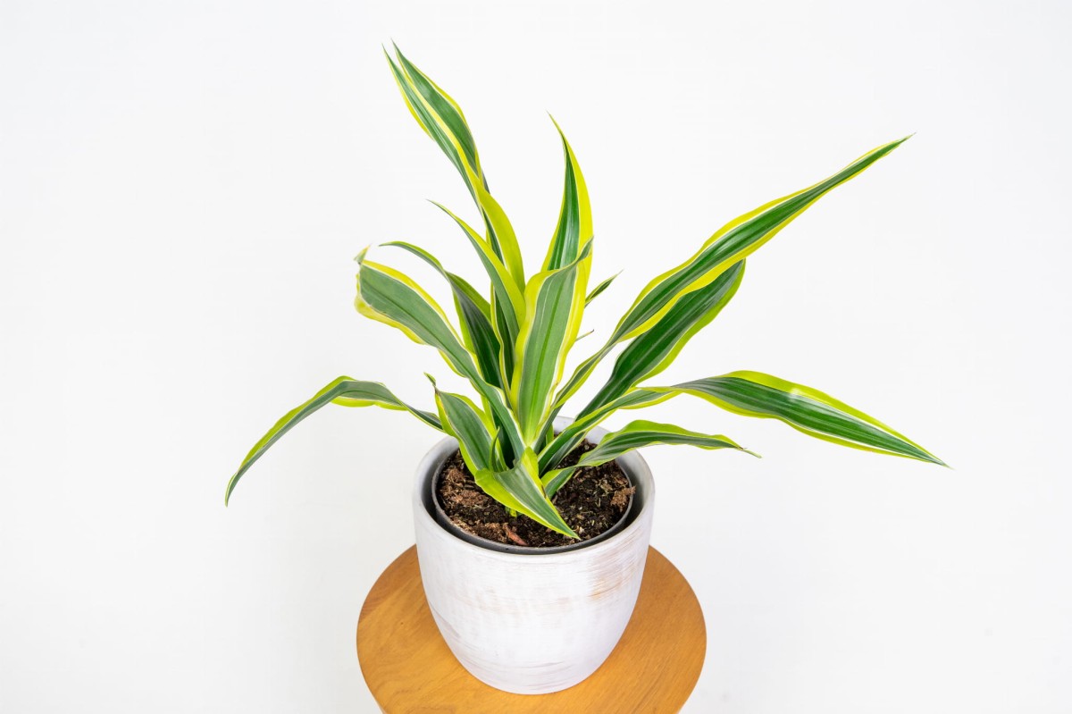 dracena-lemon-lime-w-aranzacji-roslina-ozdobna-do-salonu-i-open-space.jpg