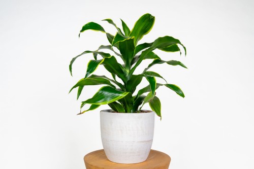Dracena fragrans 'Dorado' – roślina doniczkowa o złocistych liściach, łatwa w uprawie, idealna do domu i biura