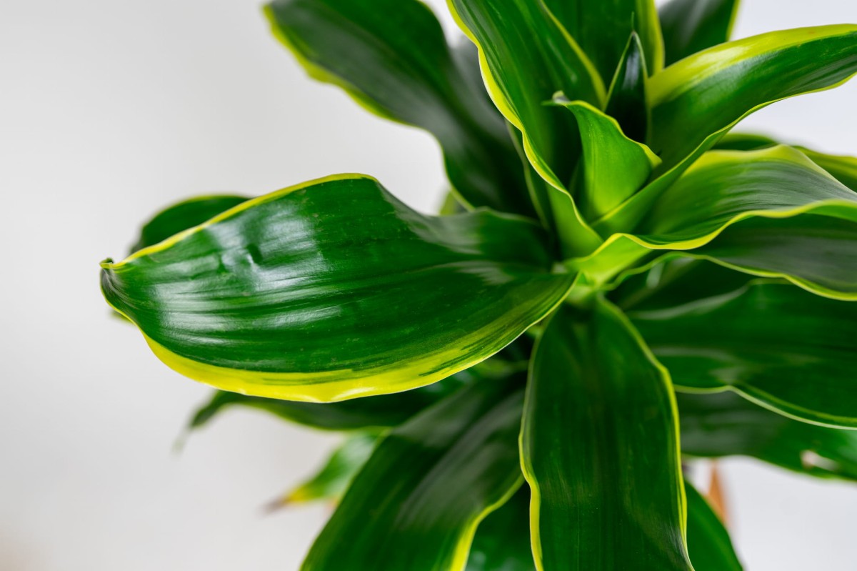 dracaena-fragrans-dorado-zblizenie-lisci-dracena-wonna-zlocista.jpg