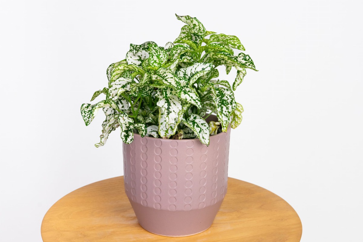 Hypoestes-phyllostachya-white-niedośpian-kłosolistny.jpg