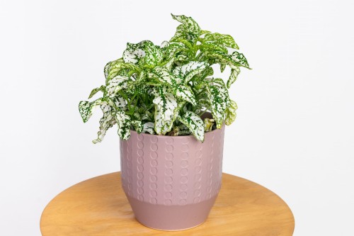 Hypoestes phyllostachya 'White' Niedośpian kłosolistny