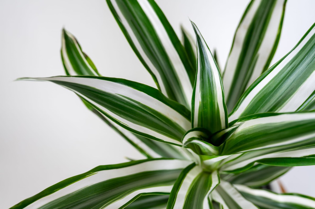 oczyszczajaca-powietrze-dracena-green-white-roslina-do-cienia-i-biura.jpg