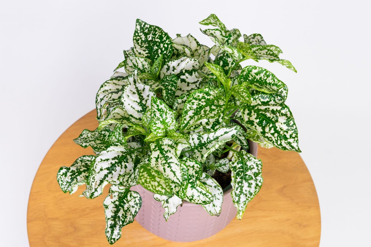 Hypoestes-phyllostachya-white-niedośpian-kłosolistny-02.jpg