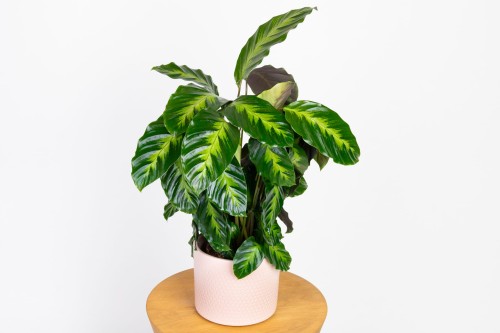 Calathea 'Misto' (Kalatea)