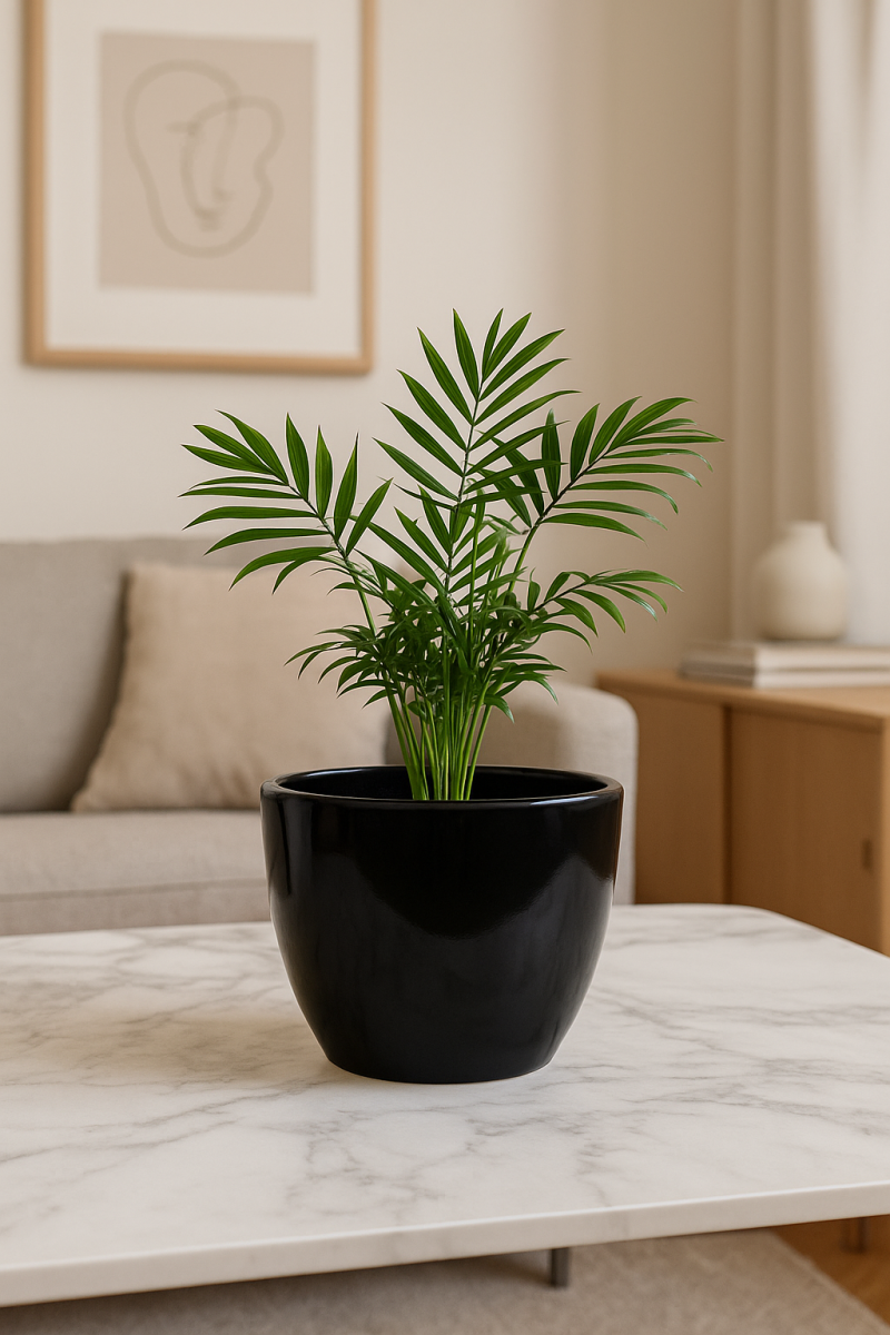 Osłonka ceramiczna Wenus czarna – nowoczesna i minimalistyczna do wnętrz Zielona Flora.png