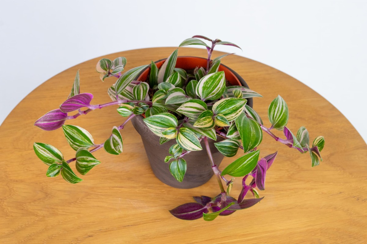 Tradescantia-fluminensis-tricolor-trzykrotka-03.jpg