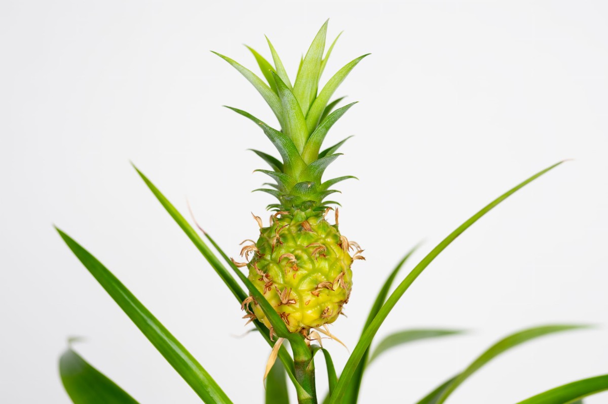 Ananas-mi-amigo-03.jpg