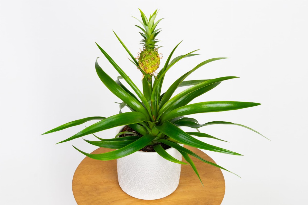 Ananas-mi-amigo-02.jpg