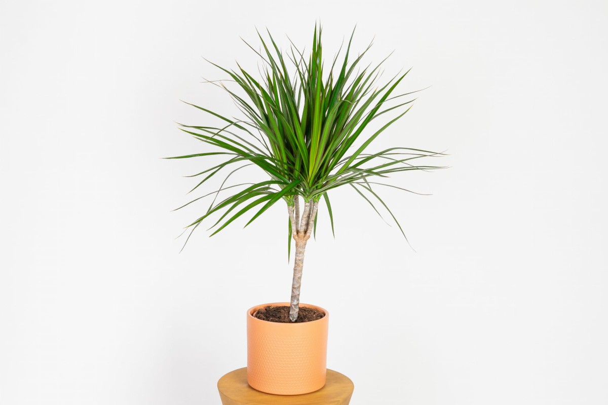 Dracena-marginata-dracena-obrzeżona.jpg