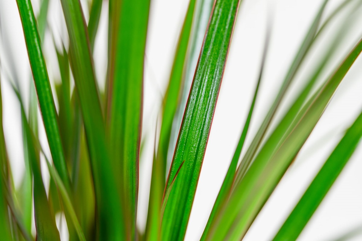 Dracena-marginata-dracena-obrzeżona-03.jpg